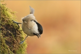 <p>SÝKORA BABKA ( Parus palustris) /Marsh tit - Sumpfmeise/</p>