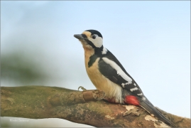 <p>STRAKAPOUD VELKÝ (Dendrocopos major) - /Great spotted woodpecker – Buntspecht/
</p>