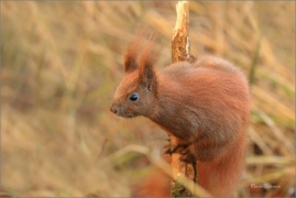 <p>VEVERKA OBECNÁ (Sciurus vulgaris) Šluknovsko - Jiříkov ---- /Red squirrel - Eichhörnchen/</p>