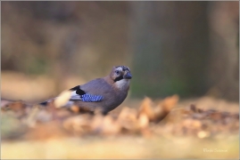 <p>SOJKA OBECNÁ (Garrulus glandarius) M. Boleslav ---- /Eurasian jay - Eichelhäher/</p>