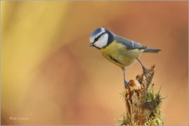 <p>SÝKORA MODŘINKA (Cyanistes caeruleus) ---- /Eurasian blue tit - Blaumeise/</p>