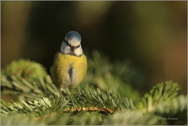 <p>SÝKORA MODŘINKA (Cyanistes caeruleus) ---- /Eurasian blue tit - Blaumeise/</p>