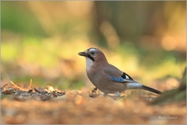 <p>SOJKA OBECNÁ (Garrulus glandarius) Mladá Boleslav ---- /Eurasian jay - Eichelhäher/</p>