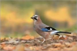 <p>SOJKA OBECNÁ (Garrulus glandarius) Mladá Boleslav ---- /Eurasian jay - Eichelhäher/</p>