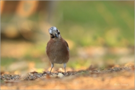 <p>SOJKA OBECNÁ (Garrulus glandarius) Mladá Boleslav ---- /Eurasian jay - Eichelhäher/</p>