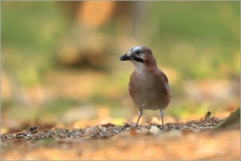 <p>SOJKA OBECNÁ (Garrulus glandarius) Mladá Boleslav ---- /Eurasian jay - Eichelhäher/</p>