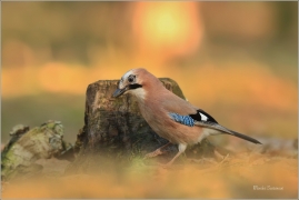 <p>SOJKA OBECNÁ (Garrulus glandarius) M. Boleslav ---- /Eurasian jay - Eichelhäher/</p>