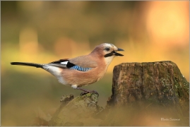 <p>SOJKA OBECNÁ (Garrulus glandarius) Mladá Boleslav ---- /Eurasian jay - Eichelhäher/</p>