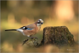 <p>SOJKA OBECNÁ (Garrulus glandarius) Mladá Boleslav ---- /Eurasian jay - Eichelhäher/</p>