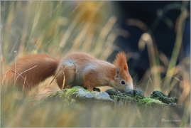 <p>VEVERKA OBECNÁ (Sciurus vulgaris) M. Boleslav ---- /Red squirrel - Eichhörnchen/</p>