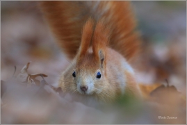 <p>VEVERKA OBECNÁ (Sciurus vulgaris) M. Boleslav ---- /Red squirrel - Eichhörnchen/</p>