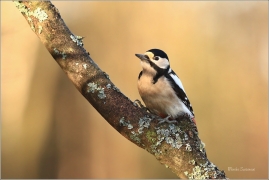 <p>STRAKAPOUD VELKÝ (Dendrocopos major) - /Great spotted woodpecker – Buntspecht/
</p>