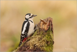<p>STRAKAPOUD VELKÝ (Dendrocopos major) - /Great spotted woodpecker – Buntspecht/
</p>