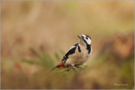 <p>STRAKAPOUD VELKÝ (Dendrocopos major) - /Great spotted woodpecker – Buntspecht/
</p>