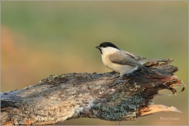<p>SÝKORA BABKA ( Parus palustris) /Marsh tit - Sumpfmeise/</p>