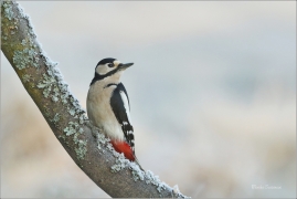<p>STRAKAPOUD VELKÝ (Dendrocopos major) - /Great spotted woodpecker – Buntspecht/
</p>