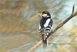 <p>STRAKAPOUD VELKÝ (Dendrocopos major) - /Great spotted woodpecker – Buntspecht/
</p>
