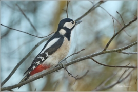 <p>STRAKAPOUD VELKÝ (Dendrocopos major) - /Great spotted woodpecker – Buntspecht/
</p>
