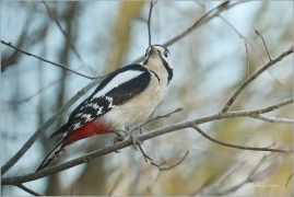 <p>STRAKAPOUD VELKÝ (Dendrocopos major) - /Great spotted woodpecker – Buntspecht/
</p>