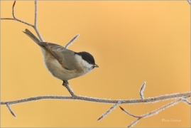 <p>SÝKORA BABKA ( Parus palustris) /Marsh tit - Sumpfmeise/</p>