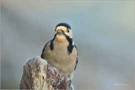<p>STRAKAPOUD VELKÝ (Dendrocopos major) - /Great spotted woodpecker – Buntspecht/
</p>