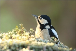 <p>STRAKAPOUD VELKÝ (Dendrocopos major) - /Great spotted woodpecker – Buntspecht/
</p>