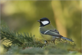 <p>SÝKORA KOŇADRA (Parus major) ------- /Great tit - Kohlmeise/</p>