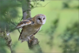 <p>SOVA PÁLENÁ (Tyto alba) sokolnicky vedená /Western barn owl - Schleiereule/</p>