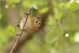 <p>KRÁLÍČEK OBECNÝ (Regulus regulus) Šluknovsko - Jiříkov /Goldcrest - Wintergoldhähnchen/</p>