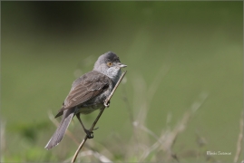 <p>PĚNICE VLAŠSKÁ (Sylvia nisoria)- Dolní Podluží /Berred warbler - Sperbergerasmücke/</p>
