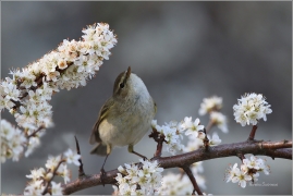 <p>BUDNÍČEK MENŠÍ (Phylloscopus collybita) /Common chiffchaff – Zilpzalp/</p>