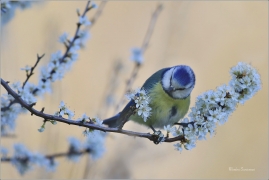 <p>SÝKORA MODŘINKA (Cyanistes caeruleus) ---- /Eurasian blue tit - Blaumeise/</p>