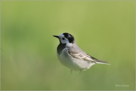 <p>KONIPAS BÍLÝ (Motacilla alba) /White wagtail - Bachstelze/</p>