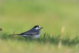 <p>KONIPAS BÍLÝ (Motacilla alba) /White wagtail - Bachstelze/</p>