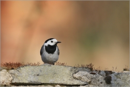 <p>KONIPAS BÍLÝ (Motacilla alba) /White wagtail - Bachstelze/</p>