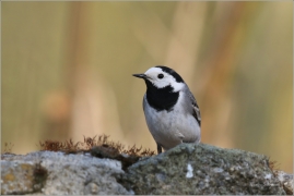 <p>KONIPAS BÍLÝ (Motacilla alba) /White wagtail - Bachstelze/</p>