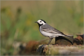 <p>KONIPAS BÍLÝ (Motacilla alba) /White wagtail - Bachstelze/</p>