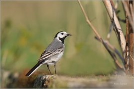 <p>KONIPAS BÍLÝ (Motacilla alba) /White wagtail - Bachstelze/</p>