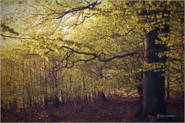 <p>Šluknovsko - Hrazený</p>