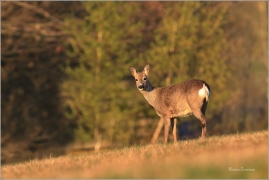 <p>SRNEC OBECNÝ (Capreolus capreolus) Šluknovsko - Království --- /European roe deer - Reh/</p>