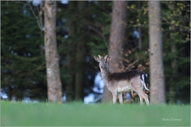 <p>DANĚK SKVRNITÝ (Dama dama) Šluknovsko- okolí Kunratic u Šl. -- /Fallow deer - Damhirsch/</p>