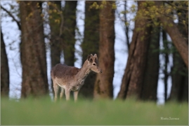 <p>DANĚK SKVRNITÝ (Dama dama) Šluknovsko - Knížecí /Fallow deer - Damhirsch/</p>