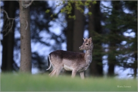 <p>DANĚK SKVRNITÝ (Dama dama) Šluknovsko-Knížecí - -- /Fallow deer - Damhirsch/</p>