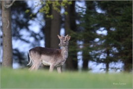 <p>DANĚK SKVRNITÝ (Dama dama) Šluknovsko- okolí Kunratic u Šl. -- /Fallow deer - Damhirsch/</p>