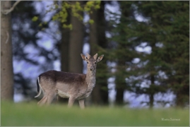 <p>DANĚK SKVRNITÝ (Dama dama) Šluknovsko - okolí Kunratic u Šl. /Fallow deer - Damhirsch/</p>