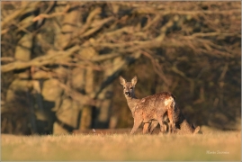 <p>SRNEC OBECNÝ (Capreolus capreolus) Šluknovsko - Království --- /European roe deer - Reh/
</p>