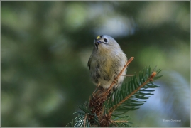 <p>KRÁLÍČEK OBECNÝ (Regulus regulus) Šluknovsko - Jiříkov --- /Goldcrest - Wintergoldhähnchen/</p>