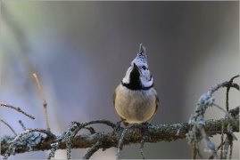 <p>SÝKORA PARUKÁŘKA - Šluknovsko - Harta (Lophophanes cristatus) ---- /Crested tit - Haubenmeise/</p>