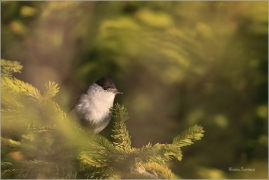 <p>PĚNICE ČERNOHLAVÁ (Sylvia atricapilla) /Eurasian blackcap - Mönchsgrasmücke/</p>