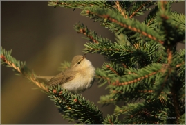 <p>BUDNÍČEK VĚTŠÍ (Phylloscopus trochilus) - Jiříkov ---- /Willow warbler – Fitis/</p>